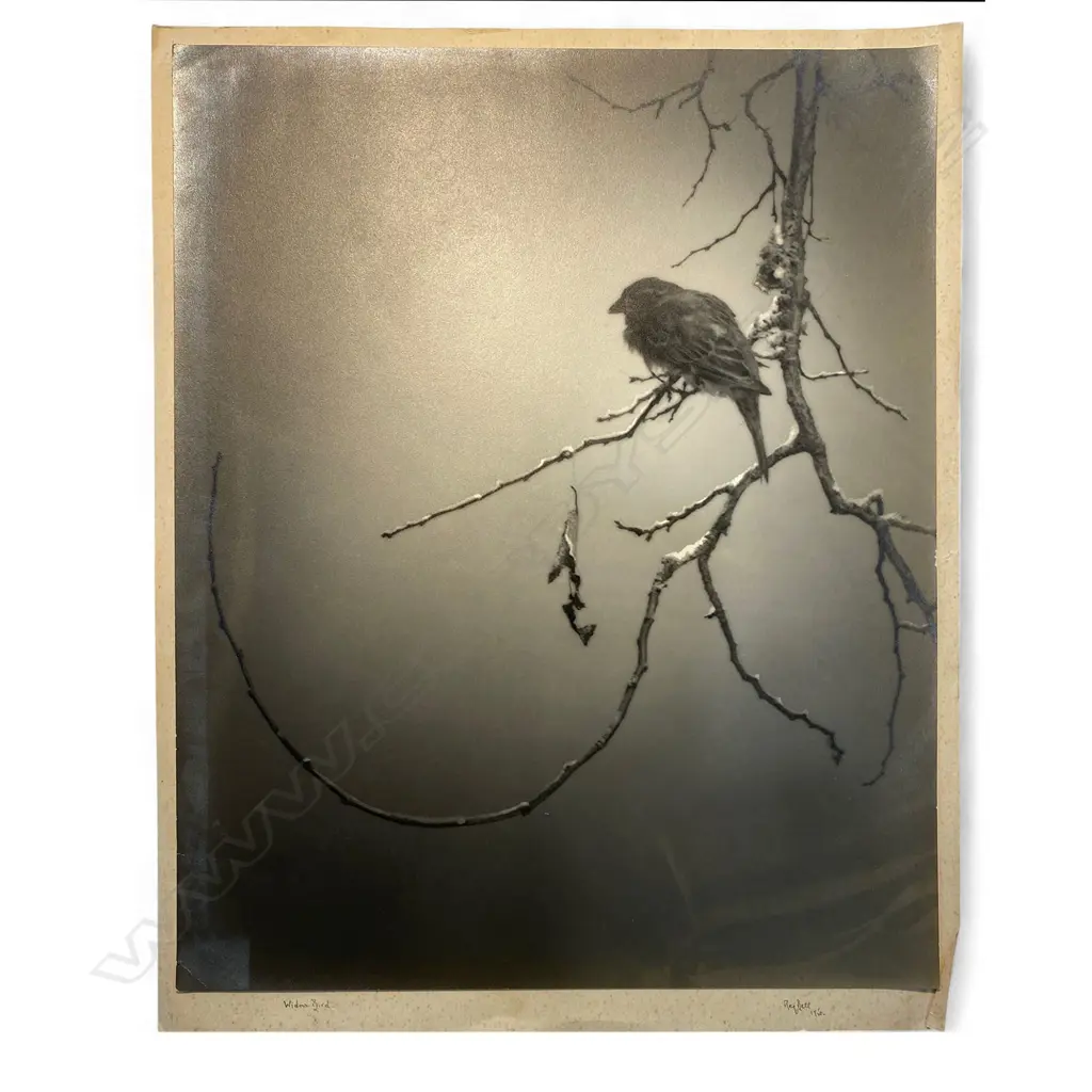 Reg P Bell 'Widow Bird', Image 1++